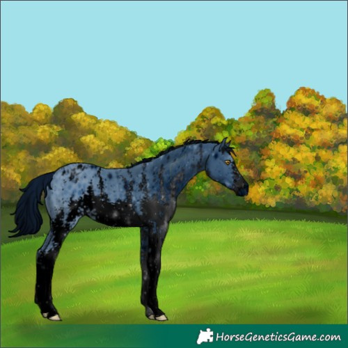 Horse Color:ERROR: UNKNOWN ANOMALY