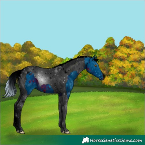 Horse Color:ERROR: UNKNOWN ANOMALY