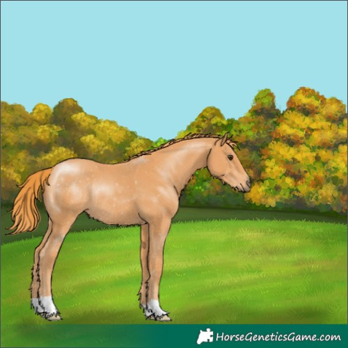 Horse Color:Chestnut Rabicano 