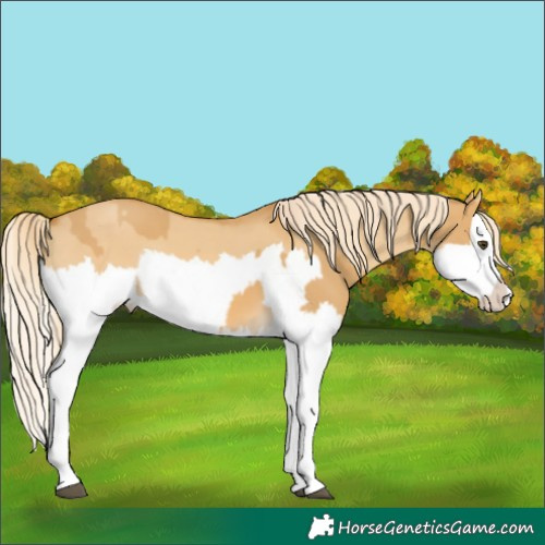 Horse Color:Palomino Dun Splash  and Palomino Dun Splash 