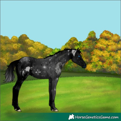 Horse Color:ERROR: UNKNOWN ANOMALY