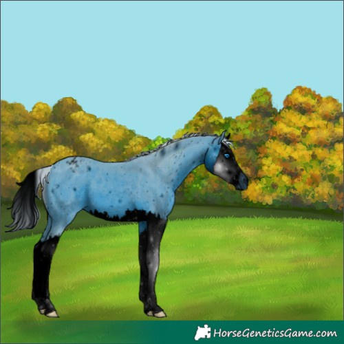 Horse Color:ERROR: UNKNOWN ANOMALY