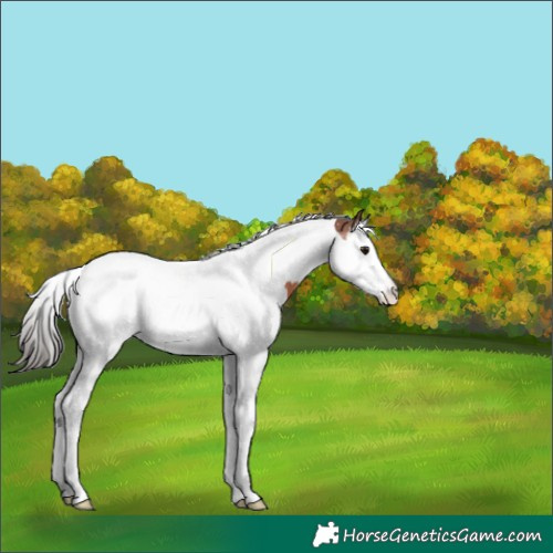 Horse Color:Bay Splash Tobiano Appaloosa 