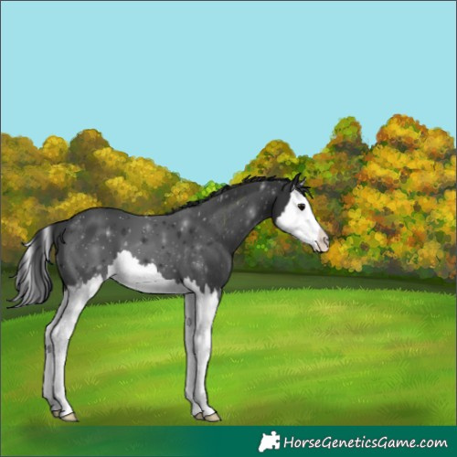 Horse Color:Black Splash Appaloosa 