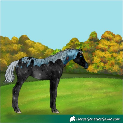 Horse Color:ERROR: UNKNOWN ANOMALY