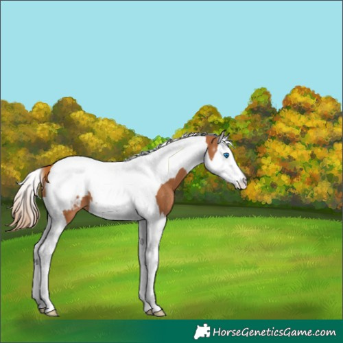 Horse Color:Chestnut Splash Tobiano Appaloosa 