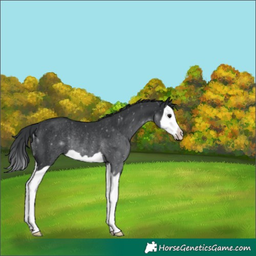Horse Color:Black Splash Rabicano 