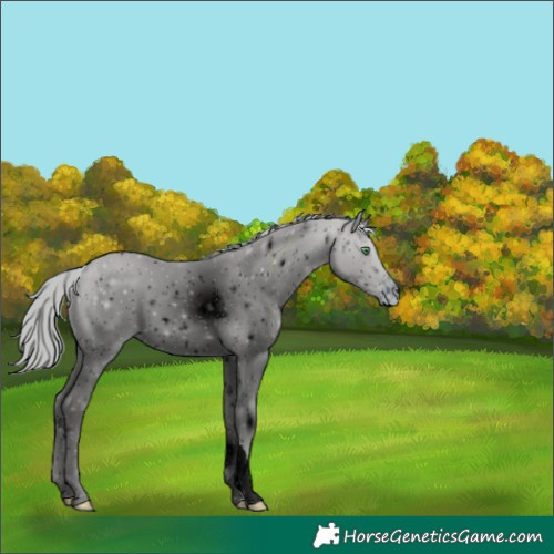 Horse Color:ERROR: UNKNOWN ANOMALY