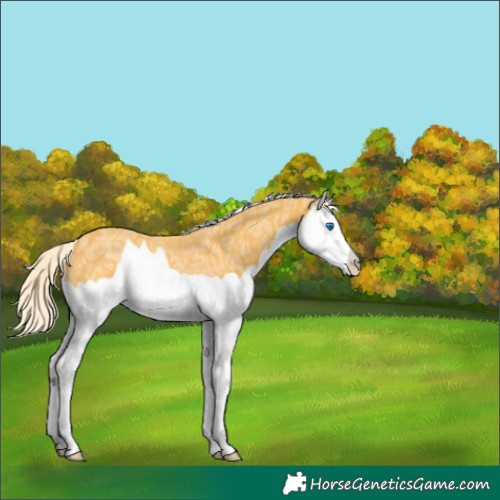 Horse Color:Palomino Ice Splash Rabicano 
