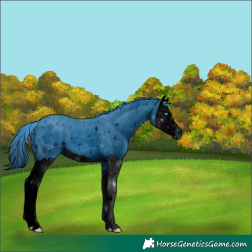 Horse Color:ERROR: UNKNOWN ANOMALY