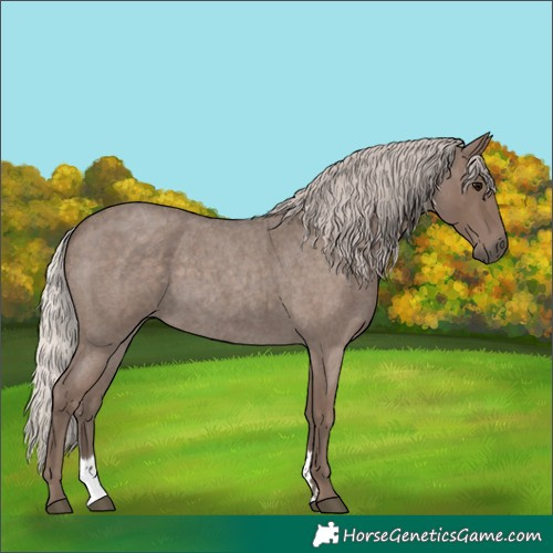 Horse Color:Silver Blue Roan Sabino