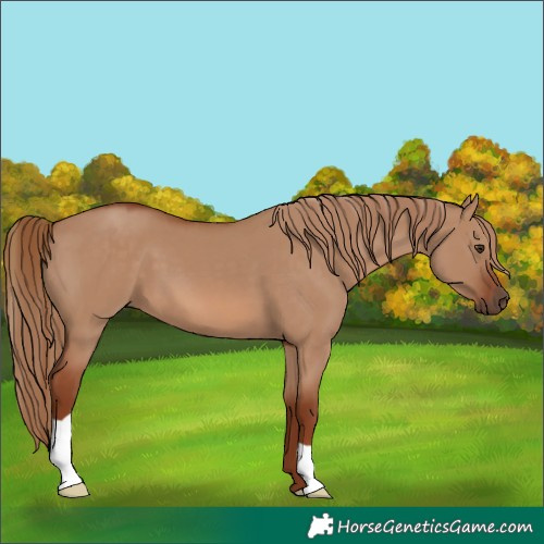 Horse Color:Red Dun 