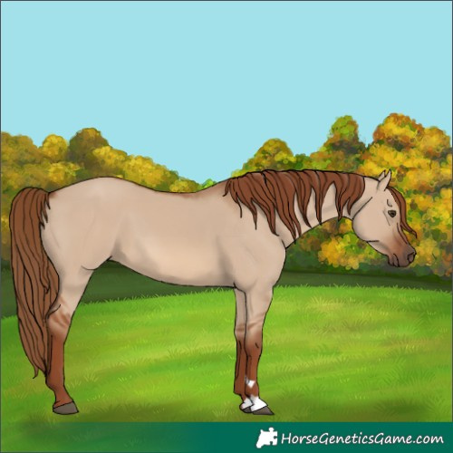 Horse Color:Red Dun 