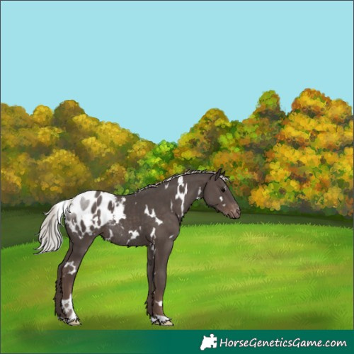 Horse Color:White Spotted Silver Black Blanket Rabicano 