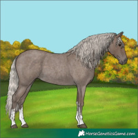 Horse Color:Silver Blue Roan Sabino 