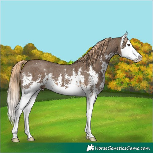 Horse Color:Chocolate Palomino Sabino Splash 