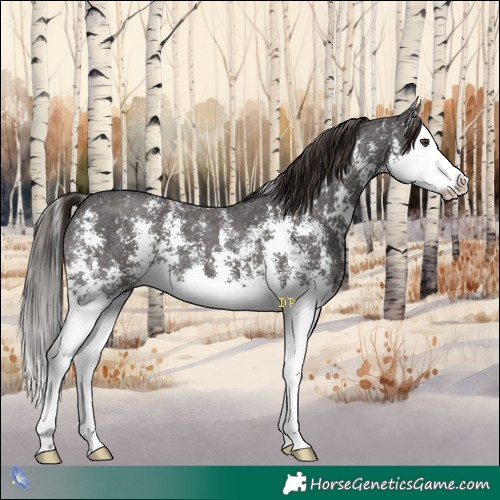 Horse Color:Liver Chestnut Sabino Splash 