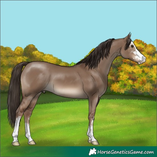 Horse Color:Liver Red Dun Sabino 