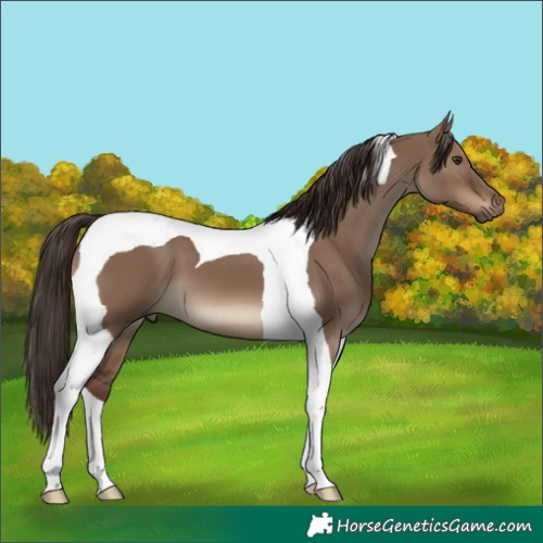 Horse Color:Liver Red Dun Tobiano 