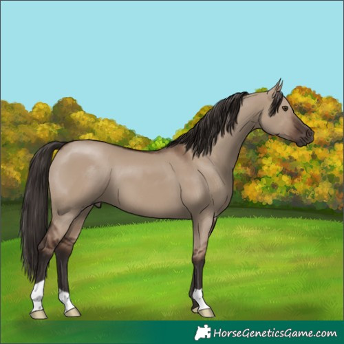 Horse Color:Liver Red Dun 