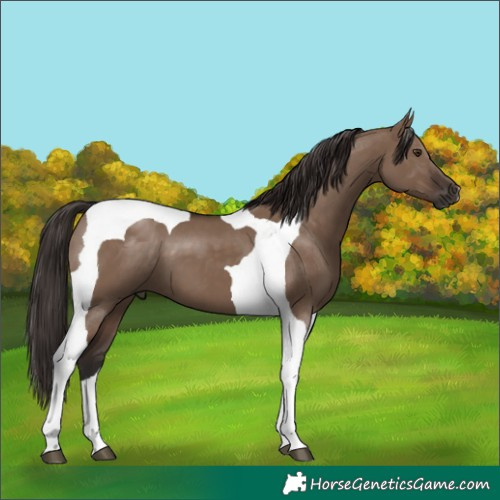 Horse Color:Liver Red Dun Tobiano 