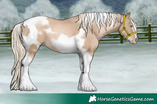 Horse Color:Chocolate Palomino Pearl Tobiano Frame and Chocolate Palomino Pearl Tobiano Frame