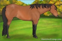 Horse Color:Bay Rabicano 