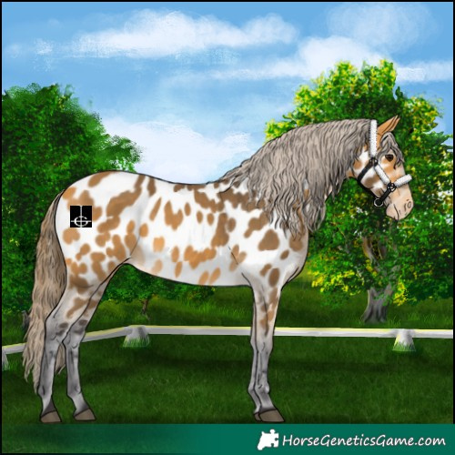 Horse Color:Buckskin Near Leopard 