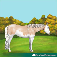 Horse Color:Silver Classic Champagne Sabino Splash Appaloosa 