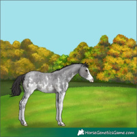 Horse Color:Smoky Blue Roan Sabino 