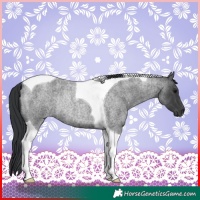 Horse Color:Blue Roan Tobiano Rabicano 