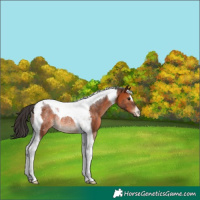 Horse Color:Brown Tobiano Rabicano 