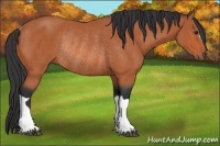 Horse Color:Bay Rabicano 