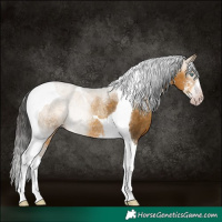 Horse Color:Gray Amber Cream Champagne Sabino Tobiano Rabicano 