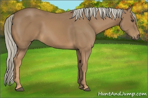 Horse Color:Palomino Rabicano