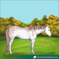 Horse Color:Watercolor Chestnut Ice Sabino 