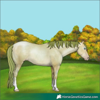 Horse Color:Gray Watercolor Sable Cream Champagne Pearl Tobiano Rabicano 