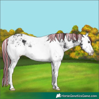 Horse Color:Painted White Spotted Brown Ice Splash Rabicano 