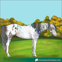 Horse Color:Nacre Buckskin Ice Splash Tobiano Appaloosa Rabicano 