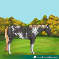 Horse Color:White Spotted Midnight Buckskin Ice Pearl 