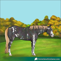 Horse Color:White Spotted Midnight Buckskin Ice Pearl 