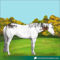 Horse Color:White Spotted Brown Splash Rabicano 