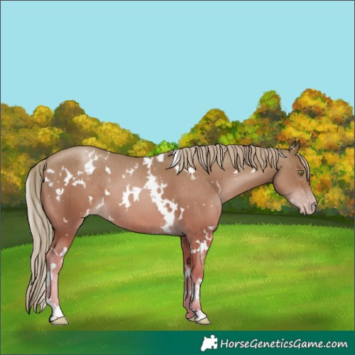 Horse Color:White Spotted Gold Champagne