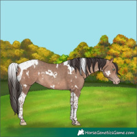 Horse Color:White Spotted Sable Champagne Tobiano Rabicano