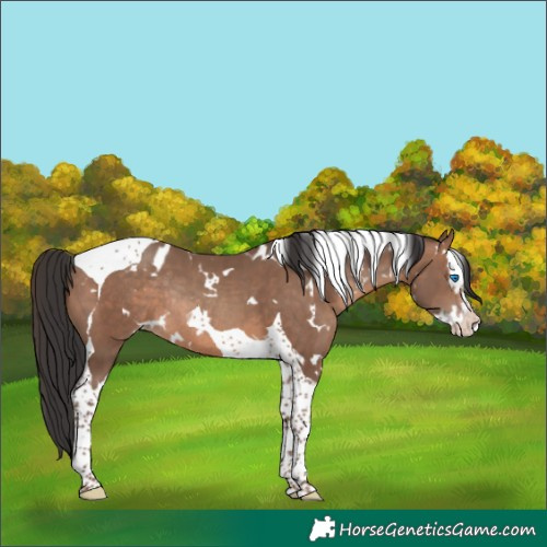 Horse Color:White Spotted Sable Champagne Splash Tobiano Rabicano