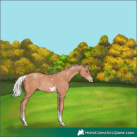 Horse Color:White Spotted Silver Amber Champagne Tobiano Rabicano 