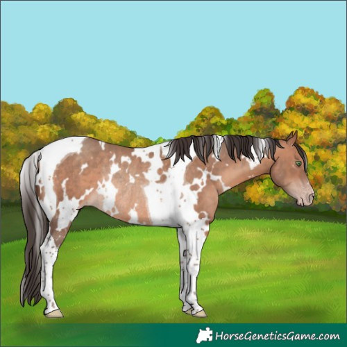 Horse Color:White Spotted Sable Champagne Tobiano Rabicano