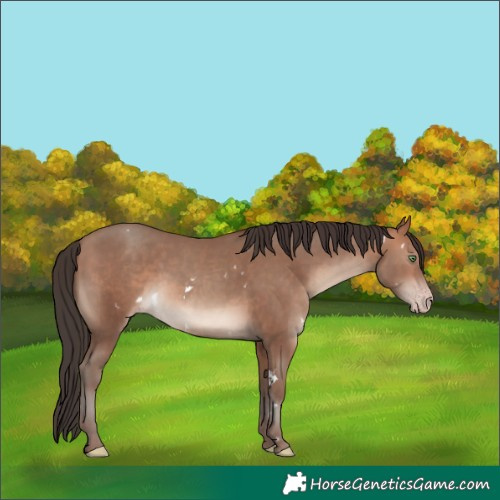 Horse Color:White Spotted Sable Champagne Rabicano 