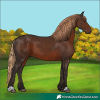 Horse Color:Liver Chestnut 