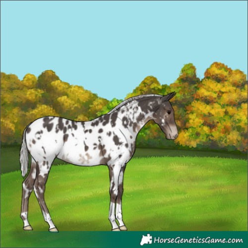 Horse Color:White Spotted Silver Black Appaloosa 